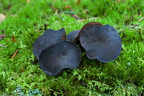 Black bulgar fungus (Bulgaria inquinans) growing amongst mosses, Tollymore Forest, County Down, Northern Ireland, UK. September.