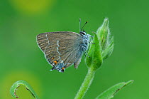 Blue-spot hairstreak butterfly (Satyrium spini) resting on plant. South of Casteil, Pyrenees Orientales, south west France. May.