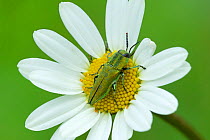 Buprestid jewel beetle (Anthaxia hungarica) on Oxeye daisy (Leucanthemum vulgare) flower. South of Casteil, Pyrenees Orientales, south west France. May.