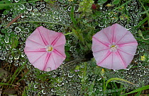 Cantabrican morning glory (Convolvulus cantabrica), Catllar, Pyrenees Orientales, south west France. May.