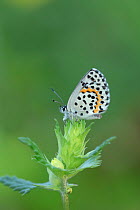 Chequered blue butterfly (Scolitantides orion) resting on plant. South of Fillols, Pyrenees Orientales, south west France. May.