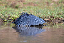 Black egret (Egretta ardesiaca) forming wings into umbrella whilst fishing, Gambia.