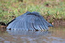Black egret (Egretta ardesiaca) forming wings into umbrella whilst fishing, Gambia.