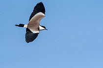 Spur-winged lapwing (Vanellus spinosus) in flight, Gambia.