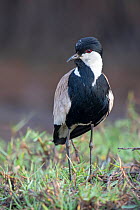 Spur-winged lapwing (Vanellus spinosus), Gambia.