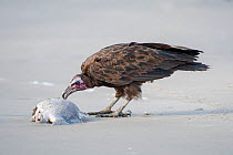Hooded vulture (Necrosyrtes monachus), juvenile eating fish, Gambia.