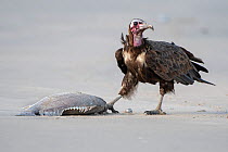 Hooded vulture (Necrosyrtes monachus), juvenile standing beside fish, Gambia.