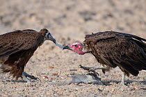 Hooded vulture (Necrosyrtes monachus), adult and juvenile fighting over fish, Gambia.