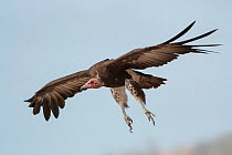 Hooded vulture (Necrosyrtes monachus) in flight, Gambia.
