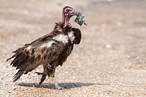 Hooded vulture (Necrosyrtes monachus), juvenile feeding. Gambia.
