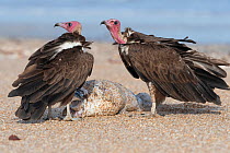 Hooded vulture (Necrosyrtes monachus), two standing with fish, Gambia .