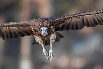 1606430 - - Hooded vulture (Necrosyrtes monachus), juvenile in flight, Gambia.