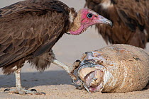 Hooded vulture (Necrosyrtes monachus) feeding on fish, Gambia.