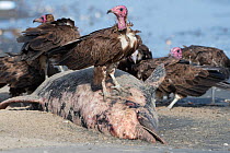 Hooded vulture (Necrosyrtes monachus), juveniles feeding on dolphin washed up on beach, Gambia.