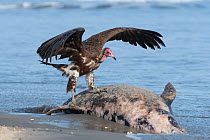 Hooded vulture (Necrosyrtes monachus), juvenile standing on dolphin washed up on beach, Gambia.