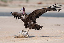 Hooded vulture (Necrosyrtes monachus), juvenile feeding on Pufferfish, Gambia.