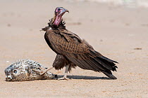 Hooded vulture (Necrosyrtes monachus), juvenile feeding on Pufferfish, Gambia.