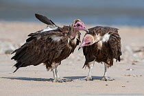 Hooded vulture (Necrosyrtes monachus), two standing on beach, Gambia.