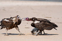 Hooded vulture (Necrosyrtes monachus), two fighting over Pufferfish, Gambia.