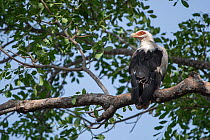 Palm-nut vulture (Gypohierax angolensis) perched in tree, Gambia.