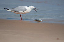 Slender-billed gull (Chroicocephalus genei) standing at water&#39;s edge with fish, Gambia.