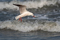 Slender-billed gull (Chroicocephalus genei) in flight, Gambia.
