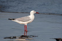 Slender-billed gull (Chroicocephalus genei) standing at water&#39;s edge, Gambia.