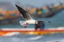 Grey-headed gull (Larus cirrocephalus) in flight, Tanji, Gambia.