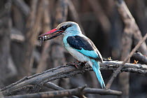 Blue-breasted kingfisher (Halcyon malimbica) with crab in beak, perched in tree. Gambia.
