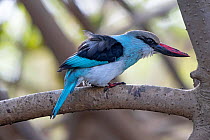 Blue-breasted kingfisher (Halcyon malimbica) perched in tree, Gambia.