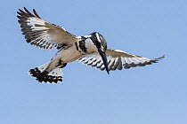 Pied kingfisher (Ceryle rudis) hovering, Gambia.