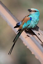 Abyssinian roller (Coracias abyssinicus), Gambia .