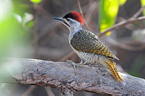 Little green woodpecker (Campethera maculosa) perched in tree, Gambia.