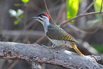 Little green woodpecker (Campethera maculosa) perched in tree, Gambia.
