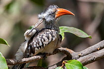 Western red billed hornbill (Tockus kempi) scratching whilst perched in tree, Gambia.