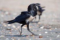 Pied crow (Corvus albus) strutting, Gambia.