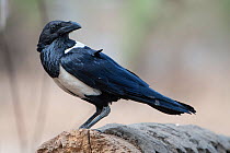 Pied crow (Corvus albus), Gambia.