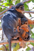 Temminck&#39;s western red colobus (Piliocolobus temminckii), mother and baby in tree, Gambia.