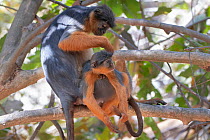 Temminck&#39;s western red colobus (Piliocolobus temminckii), mother grooming baby in tree, Gambia.