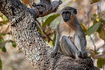 Green monkey (Chlorocebus sabaeus) sitting in tree, Gambia.