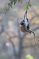 Green monkey (Chlorocebus sabaeus) swinging on branch, Gambia.