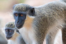Green monkey (Chlorocebus sabaeus), two. Gambia.