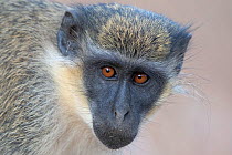Green monkey (Chlorocebus sabaeus), Gambia.