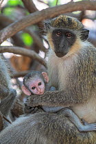 Green monkey (Chlorocebus sabaeus) female and baby in tree, Gambia.