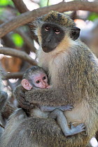 Green monkey (Chlorocebus sabaeus) female and baby in tree, Gambia.