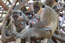Green monkey (Chlorocebus sabaeus) family group sitting in tree, Gambia.
