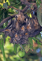Straw-coloured fruit bat (Eidolon helvum) colony roosting, Lamin, Gambia.