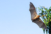 Straw-coloured Fruit Bat (Eidolon helvum), Lamin, Gambia.