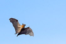 Straw-coloured fruit bat (Eidolon helvum), male flying, Lamin, Gambia.