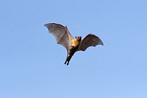 Straw-coloured fruit bat (Eidolon helvum), female flying carrying pup on front. Lamin, Gambia.
